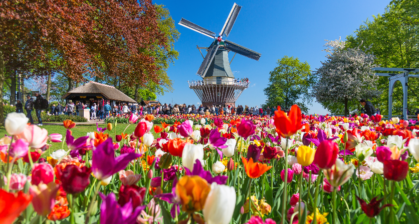 tulip fields