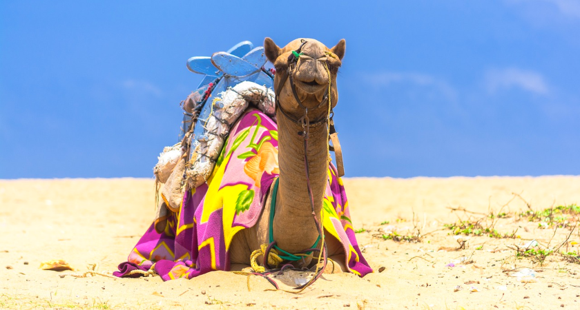 camel at the desert